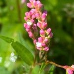 Persicaria minor Beste bat