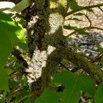 Liquidambar formosana Bark