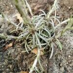 Helichrysum italicum Blad