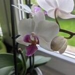 Phalaenopsis amabilisFloro