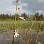 Lobelia dortmanna Vekstform