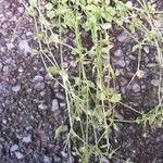 Stellaria apetala Leaf