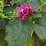 Clerodendrum bungeiফুল