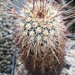 Echinocereus fasciculatus