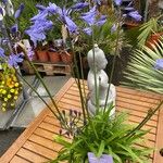 Agapanthus campanulatus Fiore