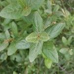 Shepherdia canadensis Levél