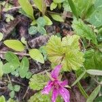 Rubus arcticus Hoja