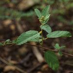 Waltheria indica Other