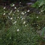 Saxifraga aspera Flower