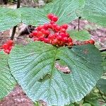 Viburnum lantanoides Fruit