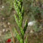 Catapodium marinum Leaf