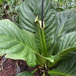 Anthurium bonplandii Levél