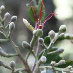 Afzelia bipindensis Flor
