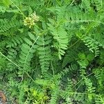 Astragalus cicer Habitus