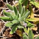 Ajuga iva List