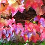 Parthenocissus tricuspidata Blad