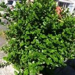 Ixora coccinea عادت داشتن