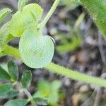 Anthyllis circinnata Fruit