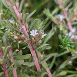 Lythrum hyssopifolia Habitat