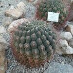 Gymnocalycium saglionis Habit