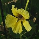 Tropaeolum minus Flor