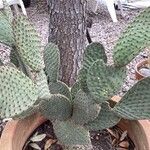 Opuntia basilaris 葉