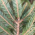 Picea sitchensis Corteccia