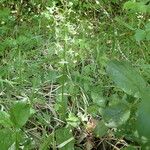 Platanthera bifolia Habitus