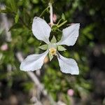 Philadelphus microphyllus