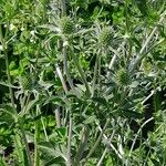 Eryngium giganteum Blüte