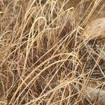 Microchloa kunthii Frucht