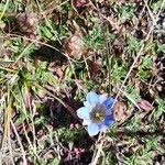 Gentiana depressa Fiore