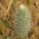 Trifolium angustifolium Flower