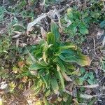 Plantago serraria Frunză