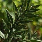 Ruscus aculeatus List