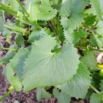 Doronicum caucasicum ഇല