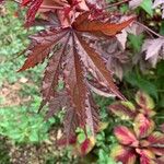 Hibiscus acetosella 叶