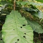 Anthocleista schweinfurthii पत्ता