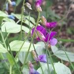 Lathyrus vernus Květ