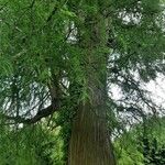 Taxodium distichumHostoa