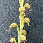 Orchis anthropophora 花