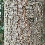 Pseudotsuga menziesii Kéreg/szár