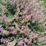 Teucrium × lucidrys Costuma