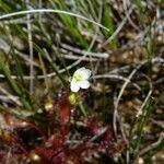 Drosera longifolia 花