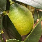 Citrus limon फल
