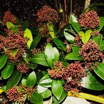 Skimmia japonica Levél