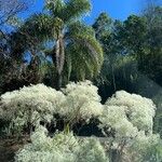 Euphorbia leucocephala Habit