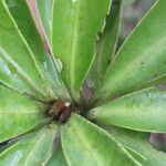 Ardisia densiflora Leaf