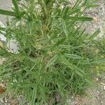 Cirsium ferox Lapas