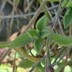 Silene sericea Leaf